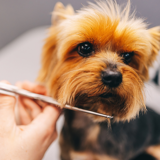 Why Regular Grooming is More Than Just a Beauty Routine